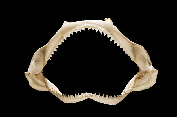 Processes In Shark Teeth Preparation For Collection – Toys For Dog